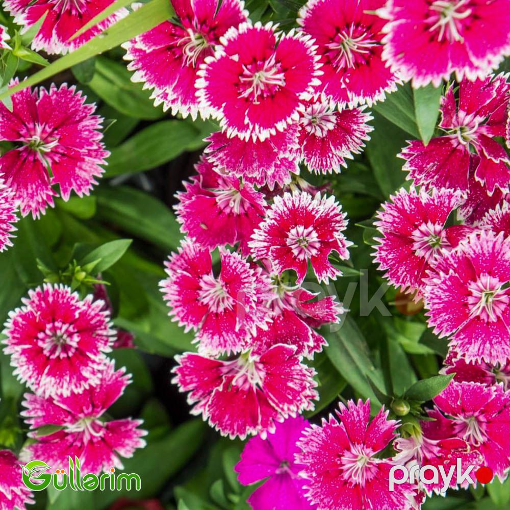 Çin Qərənfili (Dianthus chinensis) — Bitkilər, Bakı (3)