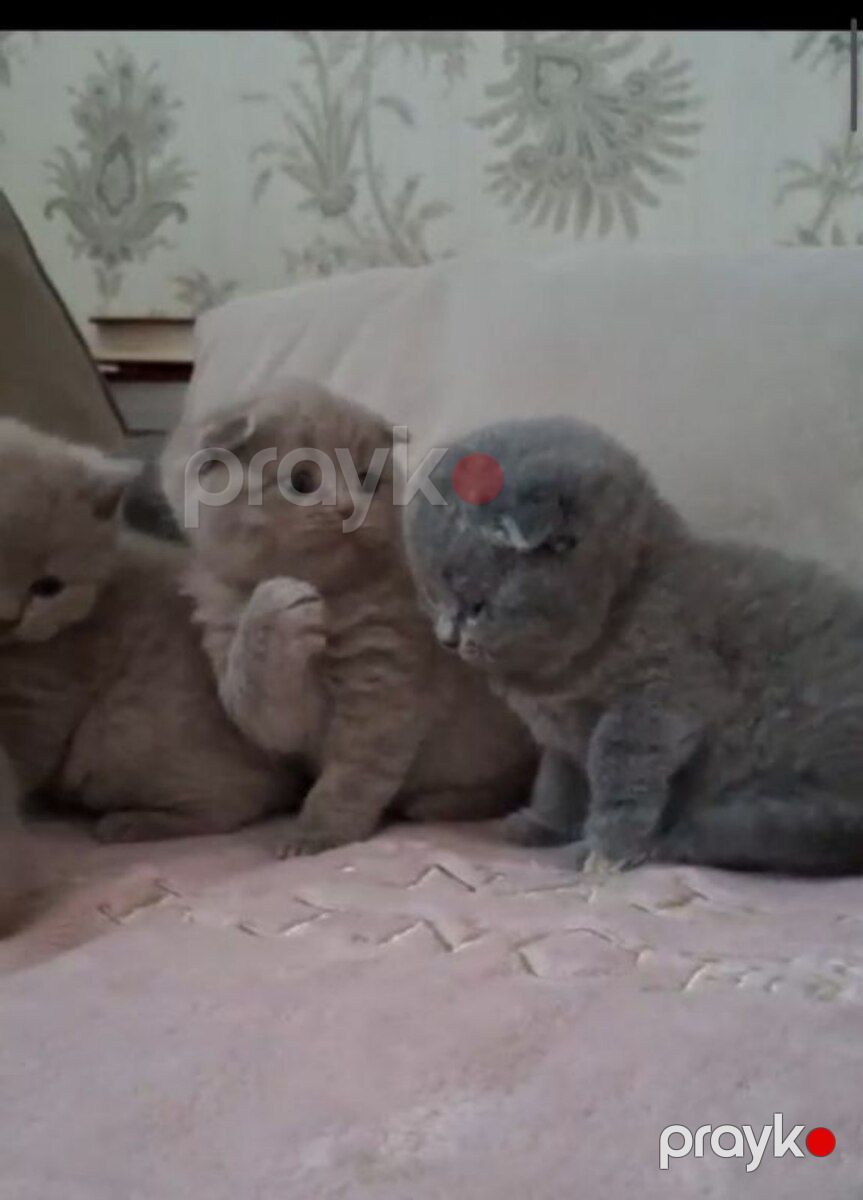 Шотландские котята — Pişiklər, Bakı (10)
