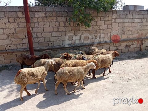 1 baş qoyun 210 azn dir doğmuş qoyunlardı qoçunu alıblar — Digah