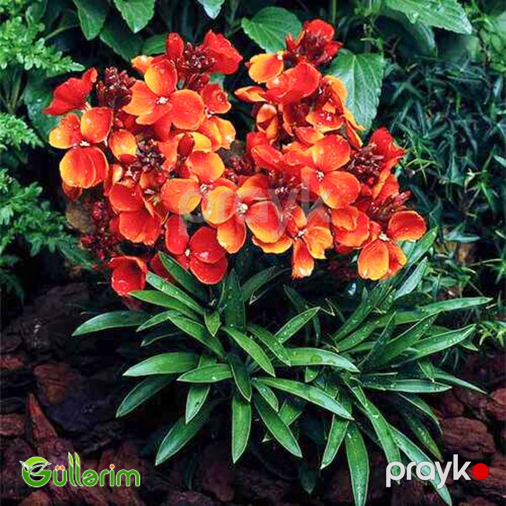 Lacfiol (Erysimum cheiri / Cheiranthus cheiri) — Bitkilər, Bakı (5)