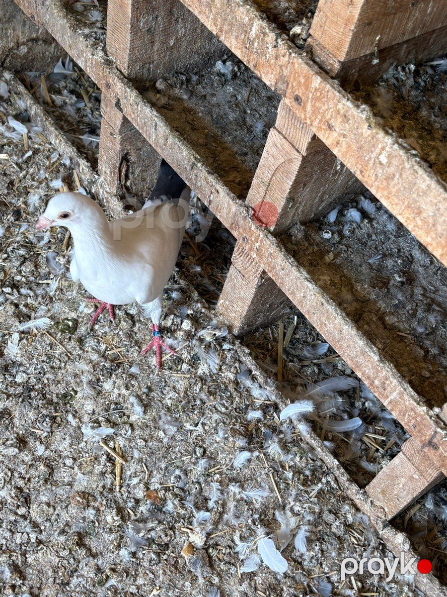 Göyərçinlər — Quşlar, Bakı (3)