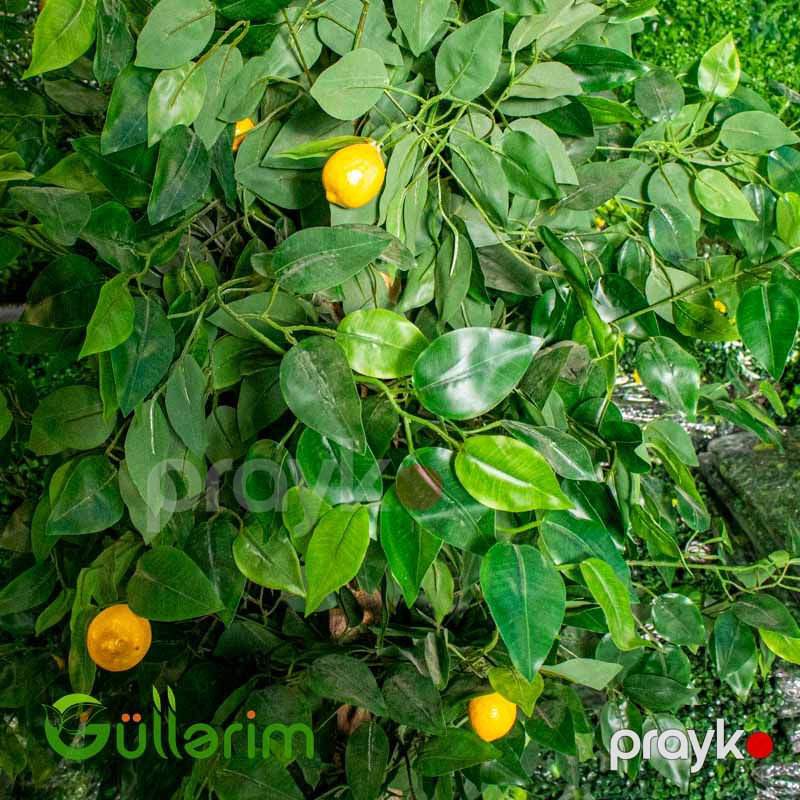 Süni Limon Ağacı — Dekor və interyeri, Bakı (2)