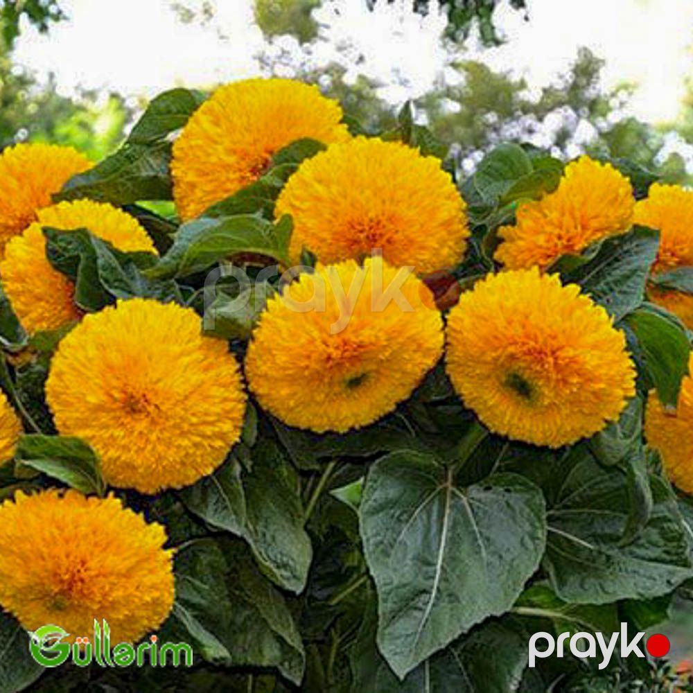 Bəzək Günəbaxanı (Helianthus annuus) — Bitkilər, Bakı (4)