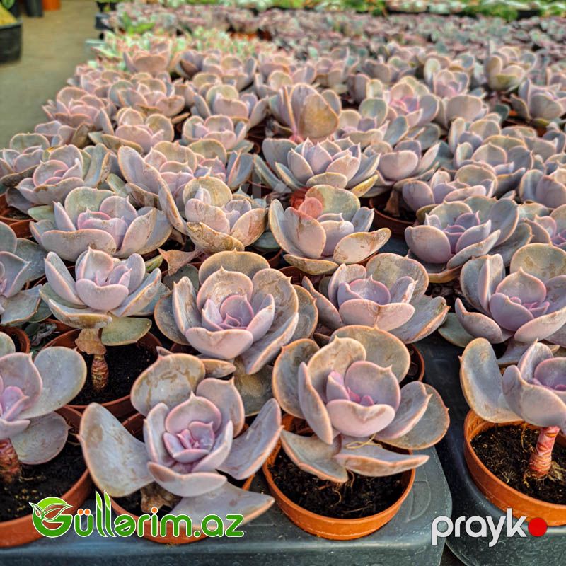 Sukulent (Bənövşəyi Echeveria) — Bitkilər, Bakı (2)
