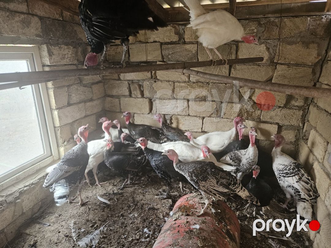 Hinduşka — Quşlar, Bakı (5)