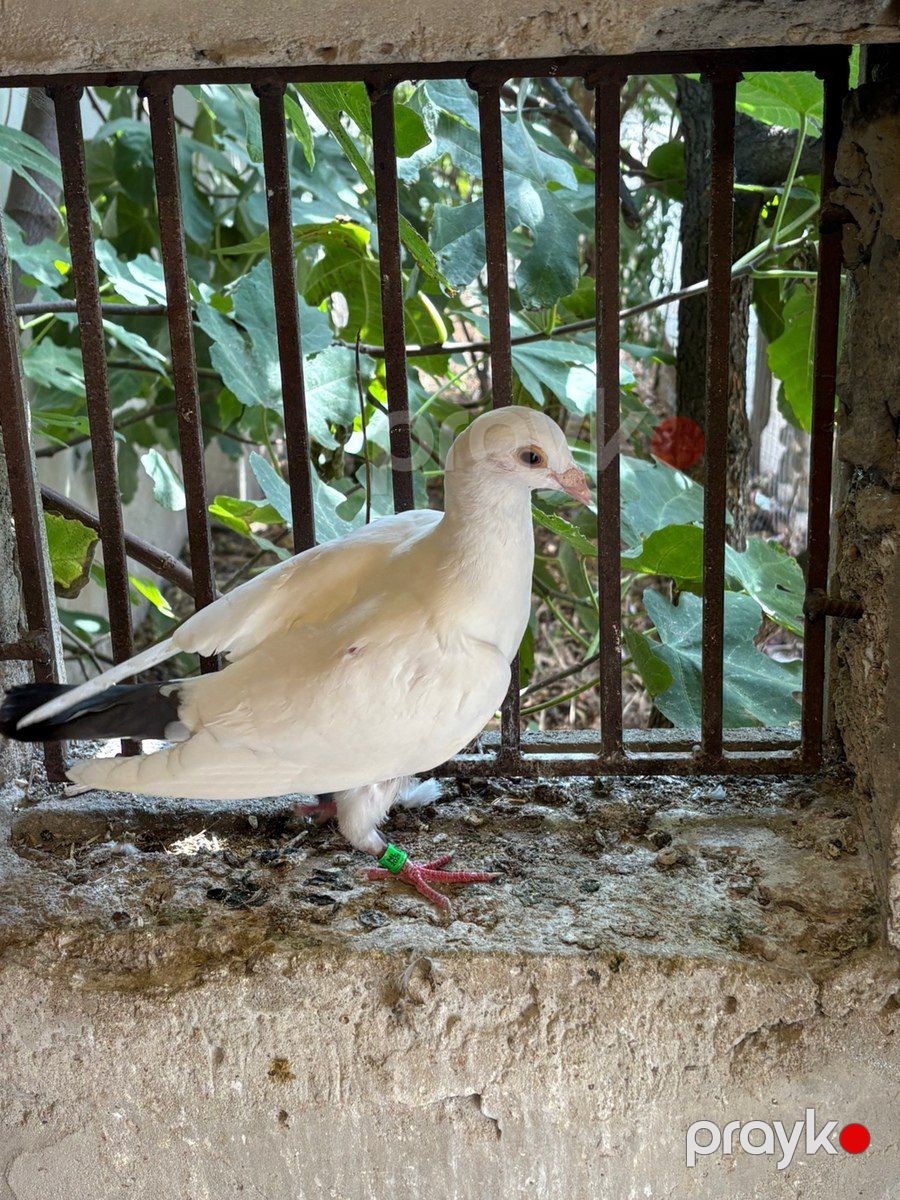 Göyərçinlər — Quşlar, Bakı (5)