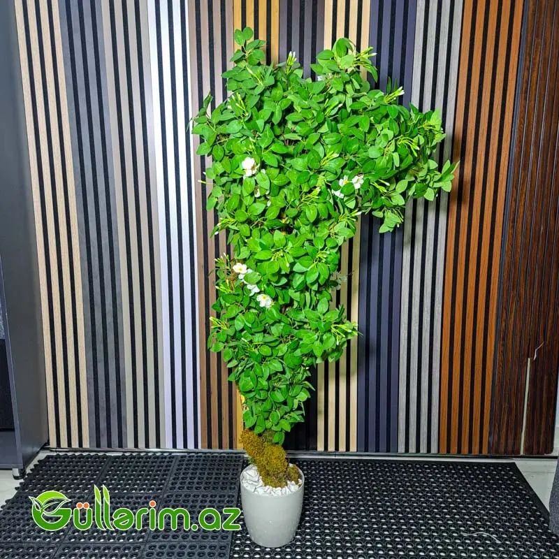 Süni Arap Yasemini (Jasminum sambac) — Bakı