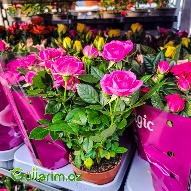 Mini Rose – Miniatür Gül — Bitkilər, Bakı (5)