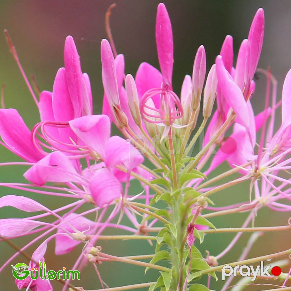 Kleoma (Cleome hassleriana) — Bitkilər, Bakı (4)