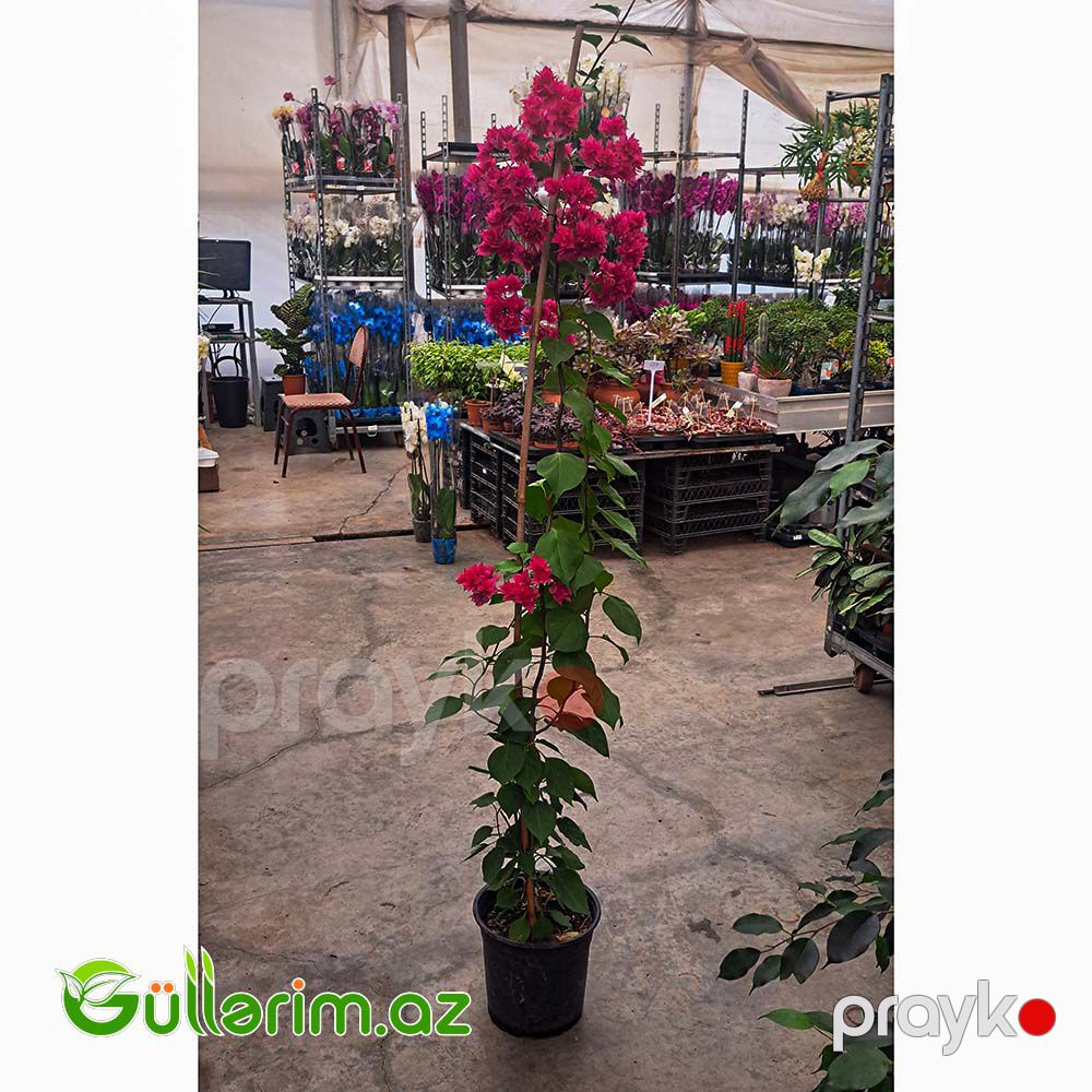 Bugenvilliya (Bougainvillea spectabilis) — Bitkilər, Bakı (2)