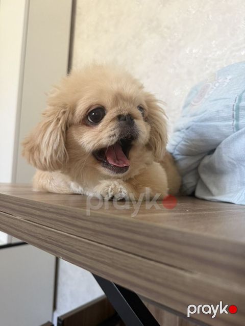 Pekines, 6 ay, Erkək, Peyvəndli, Ünvandan götürmə — Digah
