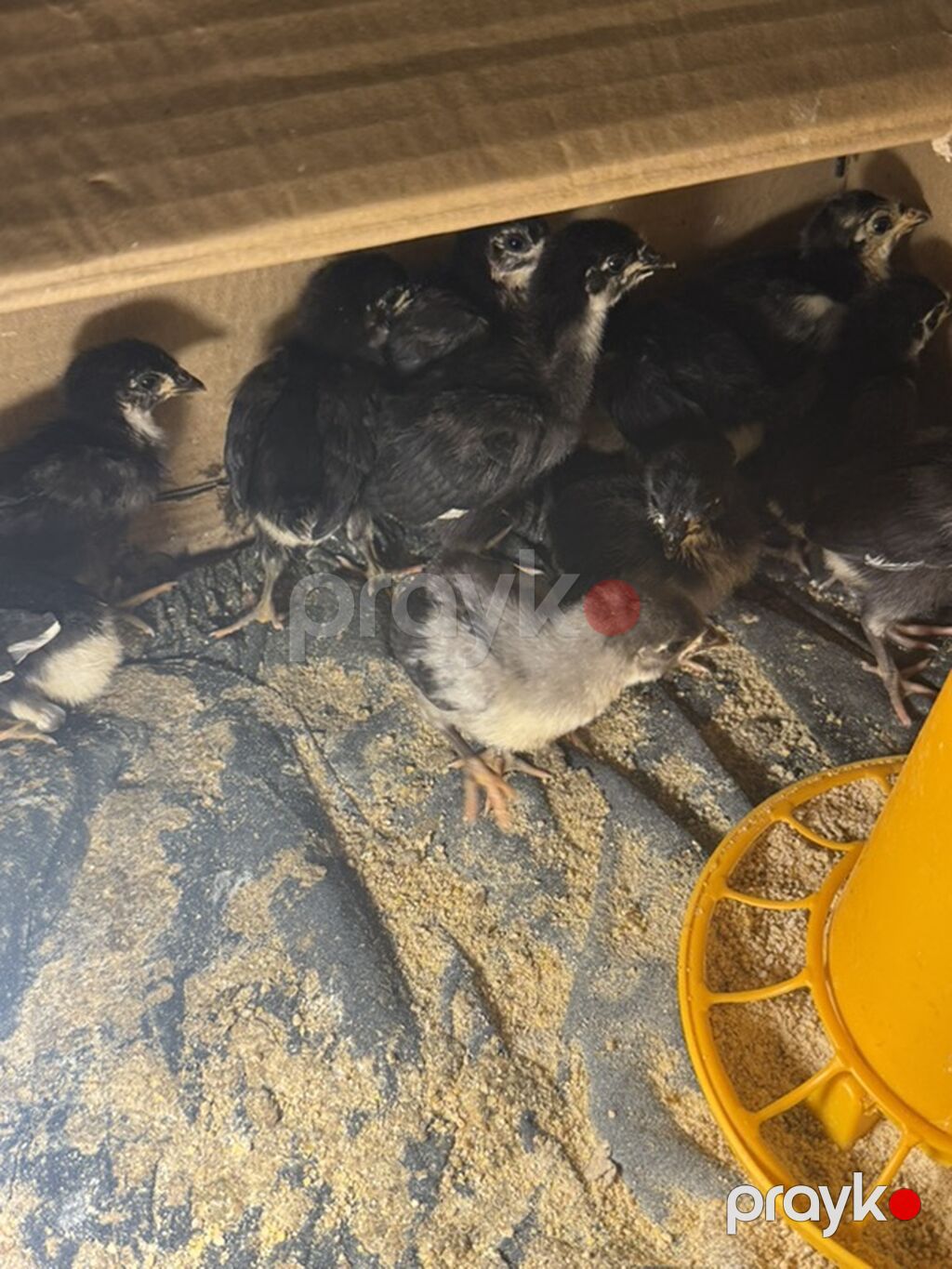 Toyuq cücələri, Damazlıq, Ünvandan götürmə, Ödənişli çatdırılma — Toyuq və xoruz, Digah (4)