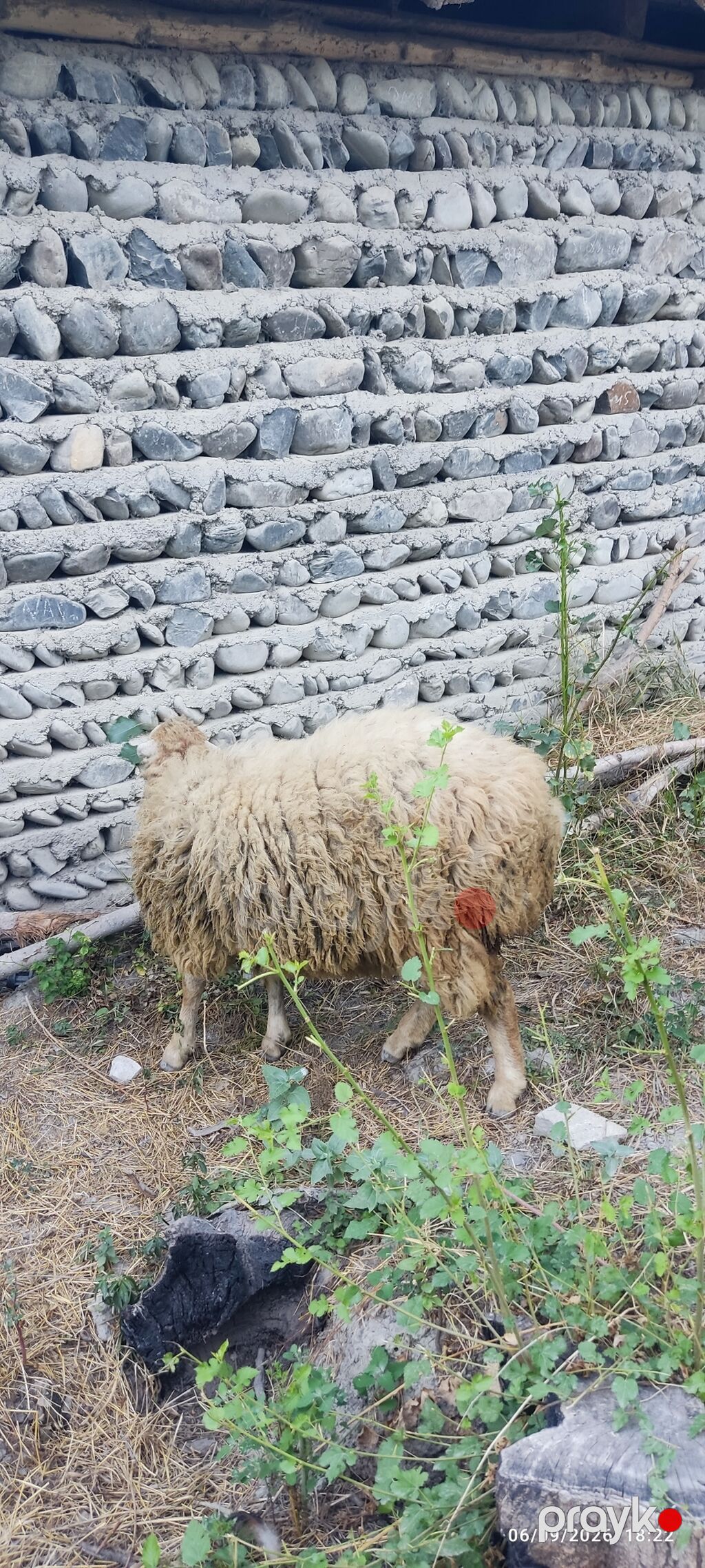 1 erkək və 2 dişi quzu satılır. razılaşma yolu ilə — Kənd təsərrüfatı heyvanları, Ucar (7)