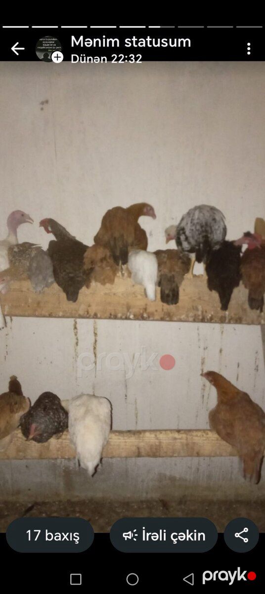 Kənd cücələri — Quşlar, Bakı (6)