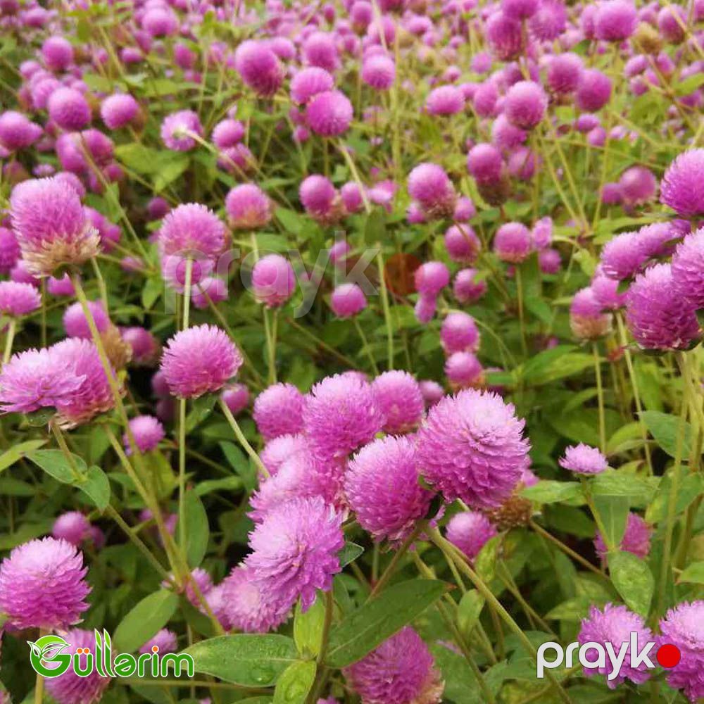 Gomfrena (Gomphrena globosa) — Bitkilər, Bakı (5)