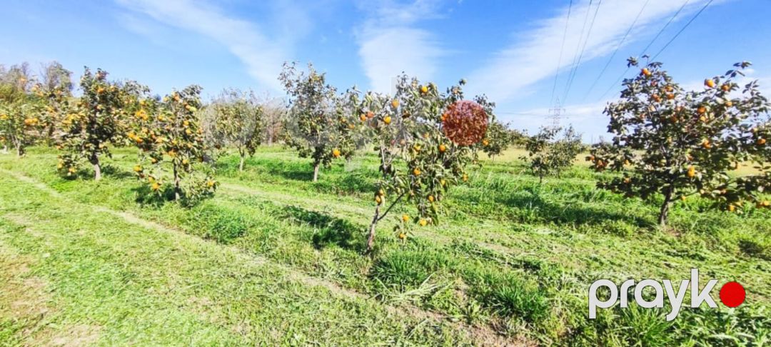 2500 sot torpaq sahəsi, Mingəçevir ş — Torpaq, Mingəçevir (11)