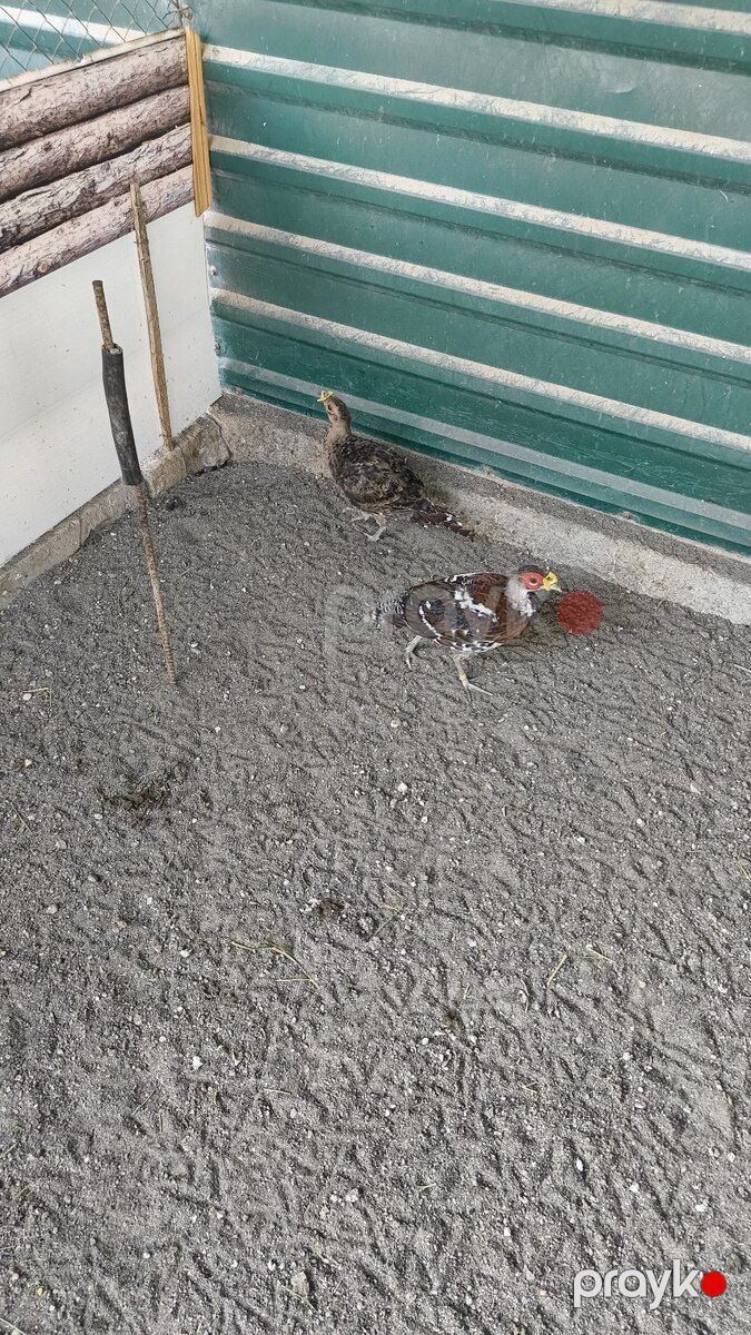 Qırqovul — Quşlar, Ağdam (4)