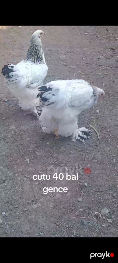 Toyuq, Brama, Damazlıq — Gəncə