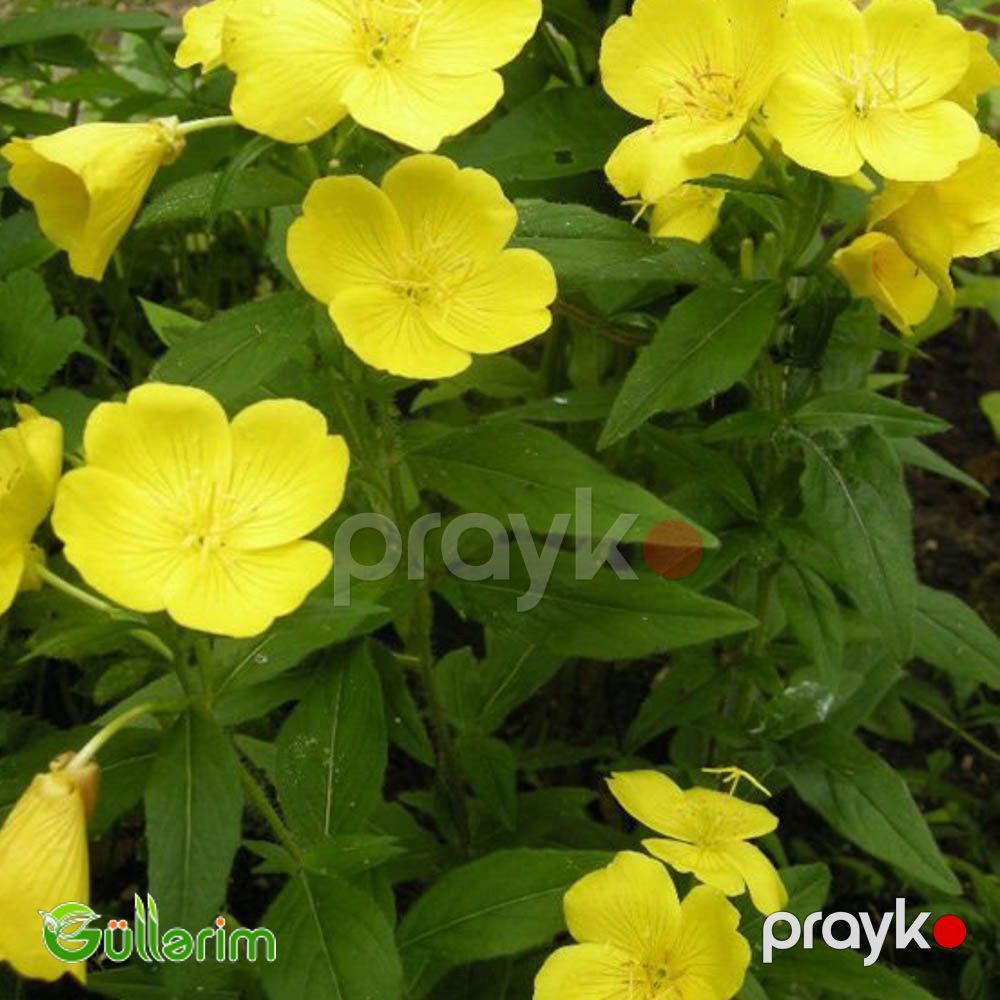 Azan gülü (Oenothera) — Bitkilər, Bakı (4)