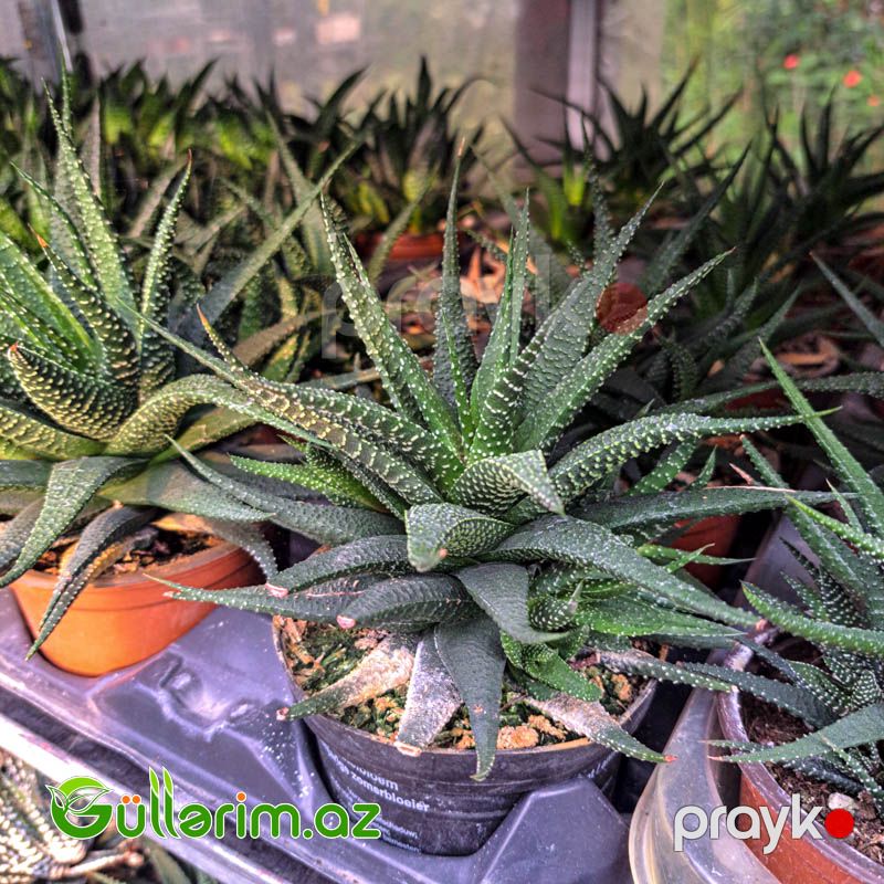 Sukulent (Naxışlı aloe növü) — Bitkilər, Bakı (2)