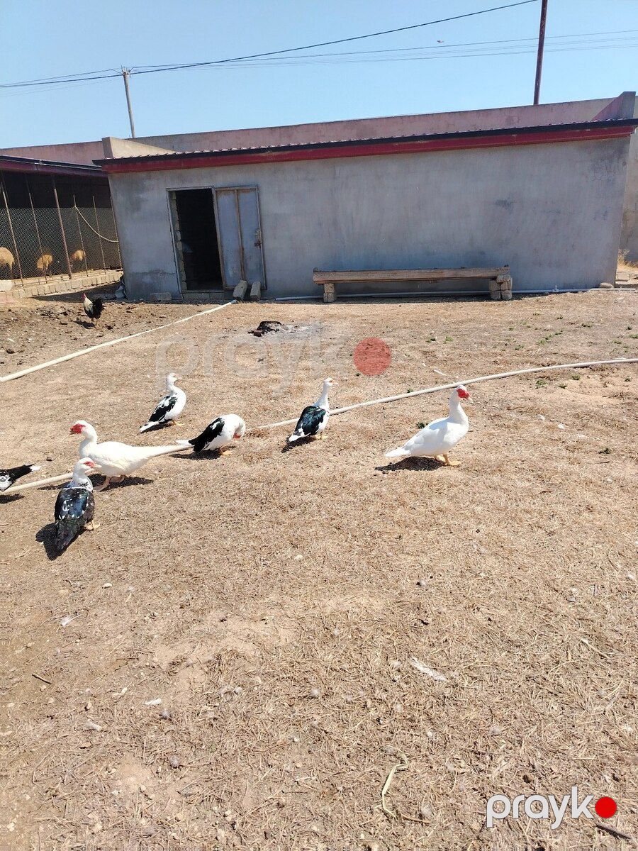 Lal ördək — Quşlar, Bakı (9)