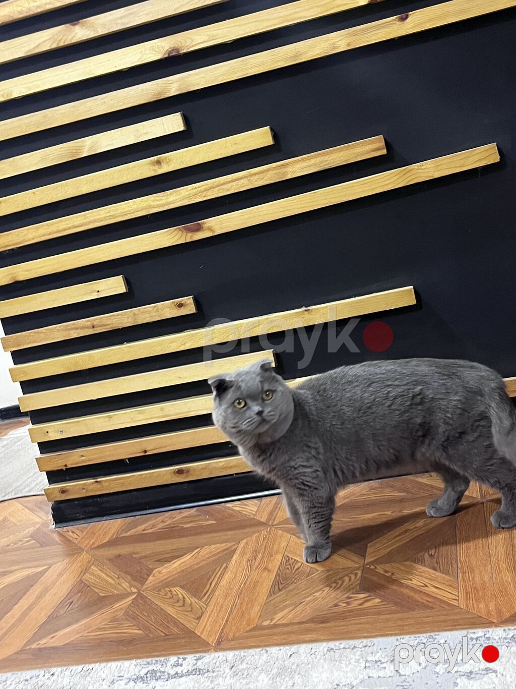 Şotland yastı qulaq, Erkək, Yaxşı əllərə, Ünvandan götürmə, Ödənişli çatdırılma — Pişiklər, Saray (3)