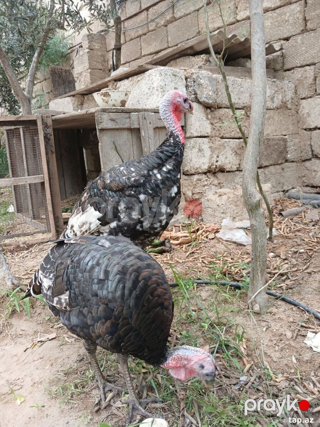 Bir erkek bir diwi. 5 ayliq tam saqlam heyvanlardi. Cox yaxwi weraitde — Digərləri, Bakı (3)