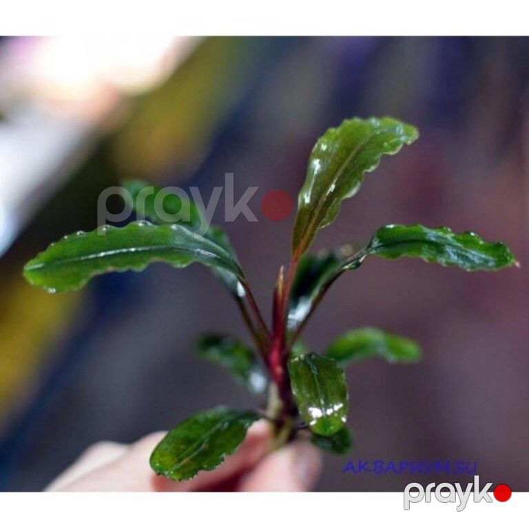 Akvarium bitkiləri — Akvariumlar və balıqlar, Xırdalan (12)