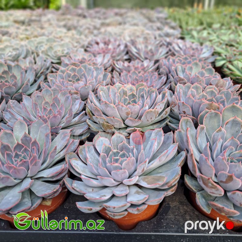Sukulent (Mavi Echeveria) — Bitkilər, Bakı (2)