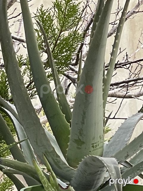 Aloe vera — Bakı