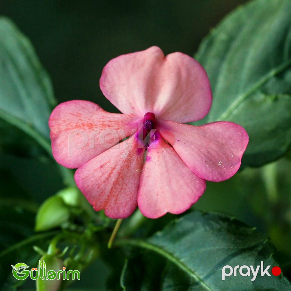 Balsamin (Impatiens walleriana) — Bitkilər, Bakı (3)