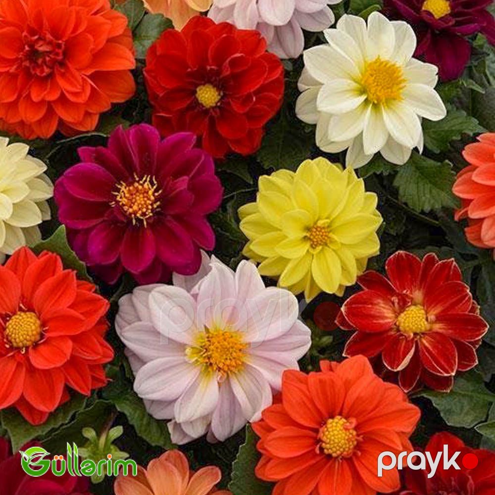 Georgin (Dahlia) — Bitkilər, Bakı (3)