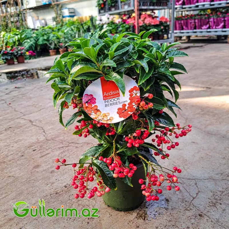 Ardisia Crenata – Qırmızı Giləmeyvə Bitkisi — Goods