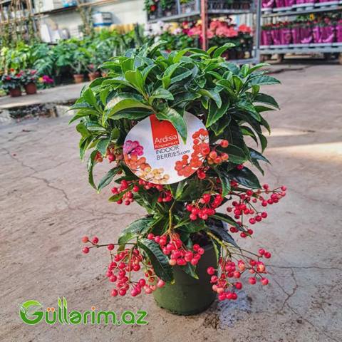 Ardisia Crenata – Qırmızı Giləmeyvə Bitkisi — Oʻsimliklar
