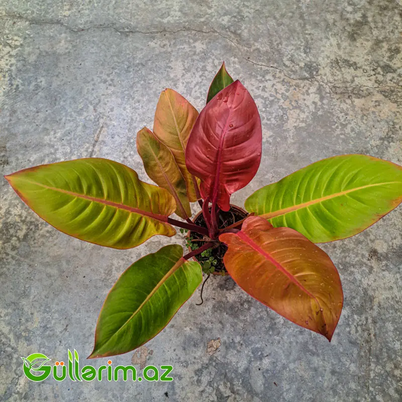 Philodendron (Filodendron) — Bitkilər, Bakı (2)