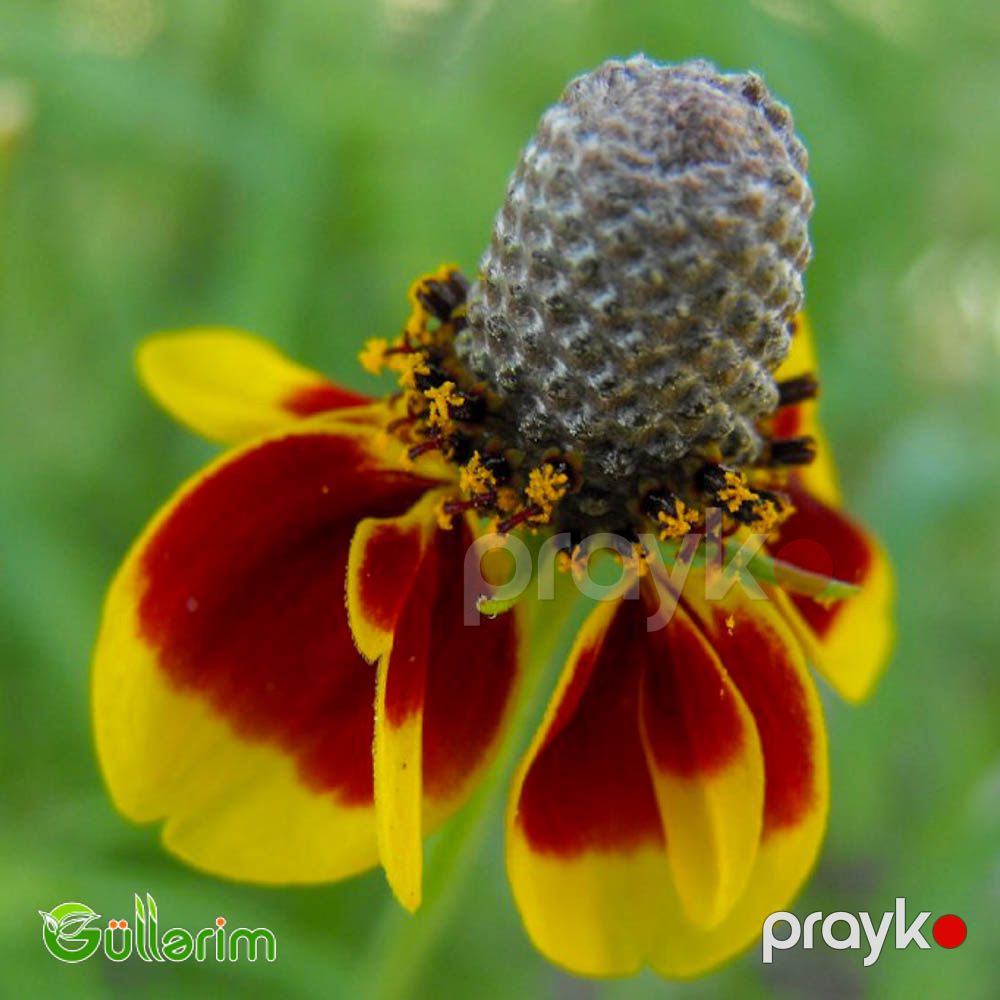 Ratibida (Ratibida pinnata) — Bitkilər, Bakı (4)