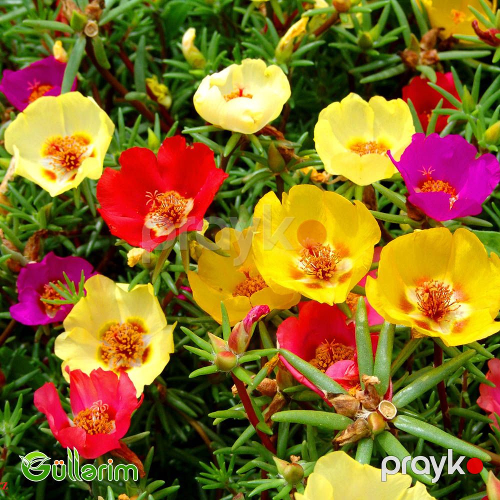 Portulak (Portulaca grandiflora) — Bitkilər, Bakı (4)