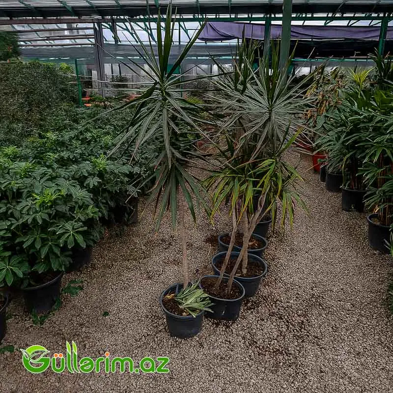 Dracaena Marginata (Drasena Marqinata) — Bitkilər, Bakı (3)