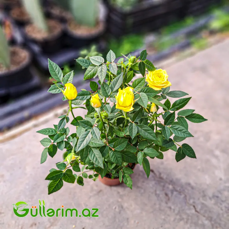 Mini Rose – Miniatür Gül — Bitkilər, Bakı (4)