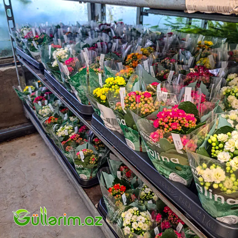 Kalanchoe – Kalanxoe (Kalanqo) — Bitkilər, Bakı (3)