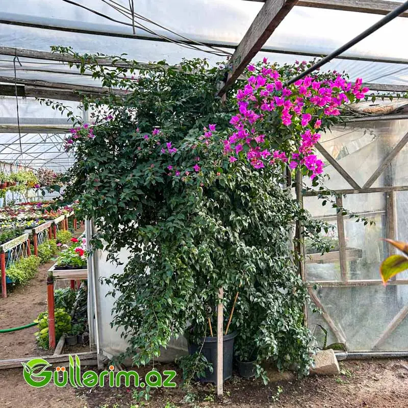 Bougainvillea – Bugenvi̇llea (Bənövşəyi) — Bitkilər, Bakı (2)