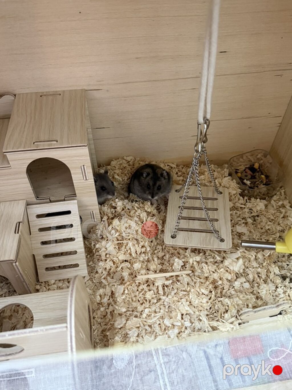 Taxta hamster evi və aksesuar dəsti / 2 balaca hamster (2 ayliq,hər — Qəfəslər, Bakı (2)