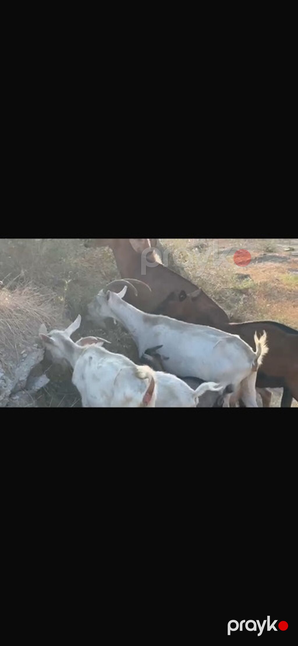 Agribal alpin ober(H) sanen 3 ed ana oberhas 6 ed sanen 1 ed ana heleb — Kənd təsərrüfatı heyvanları, Sumqayıt (9)