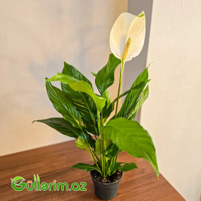 Spatifillum - Sülh Zanbağı (Spathiphyllum)
