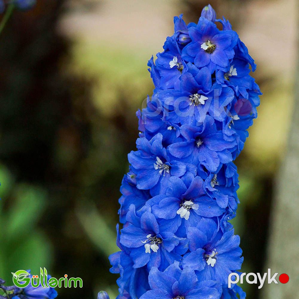 Delfinium (Delphinium) — Bitkilər, Bakı (3)