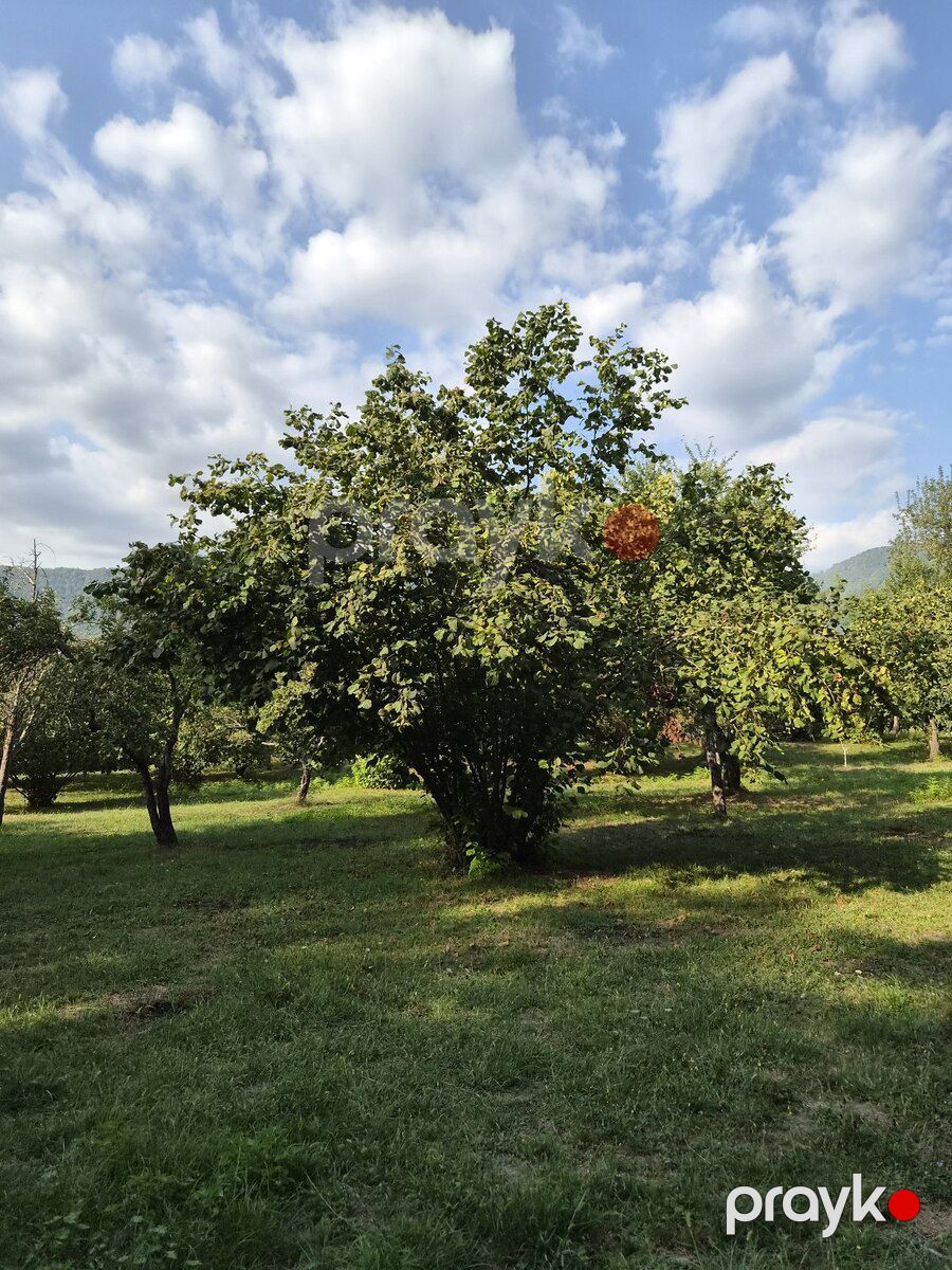 45 sot torpaq sahəsi, Qəbələ r — Torpaq, Qəbələ (3)