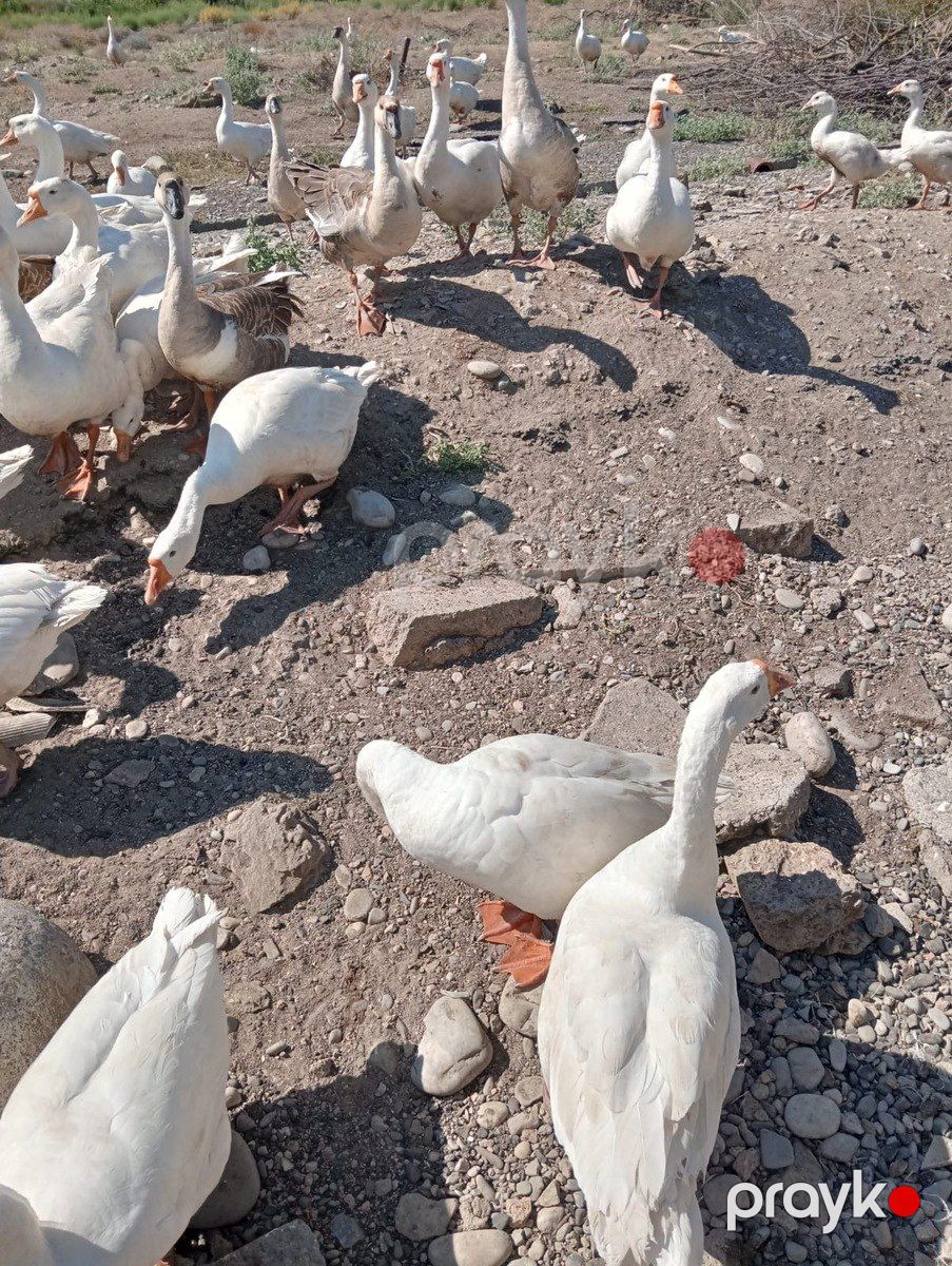 Linda qazları — Quşlar, Quba (2)