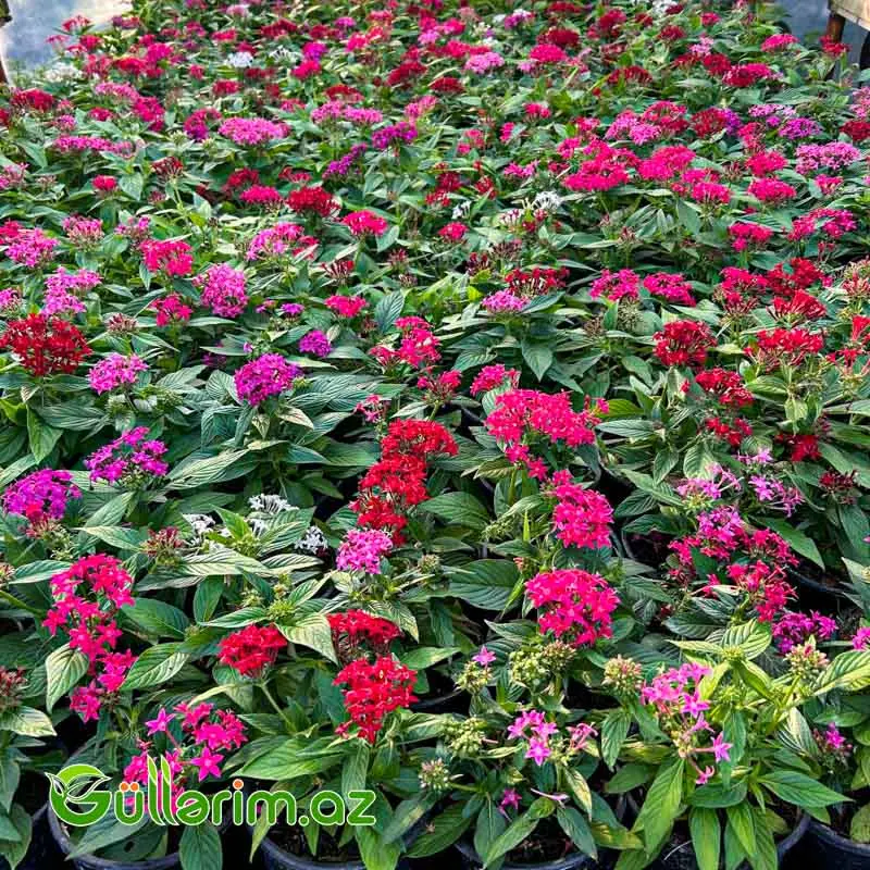 Pentas (Pentas Lanceolata / Ulduz Çiçəyi) — Bitkilər, Bakı (3)