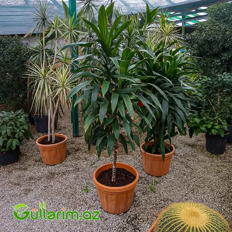 Dracaena fragrans (Drasena fraqnans) — Mallar