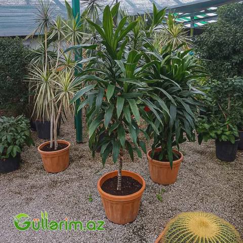 Dracaena fragrans (Drasena fraqnans) — Oʻsimliklar